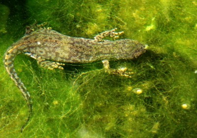 30.05.09 bergmolchweibchen.jpg