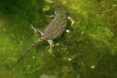 30.05.09 molchdame &amp; eier.jpg