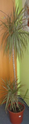 DSC00958.JPG