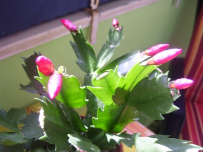 466.jpg