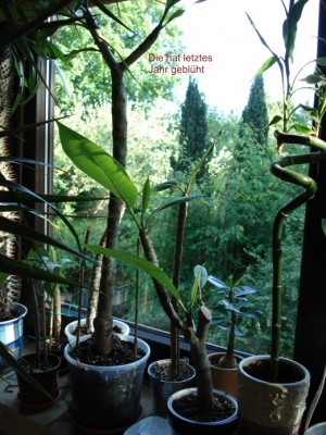 Plumi Mai 2009_2.jpg