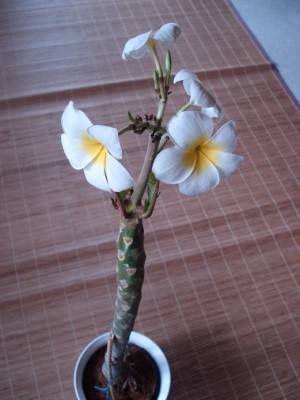 plumi juni 2008_1.jpg