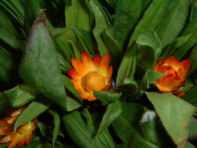 DSCF0186.JPG