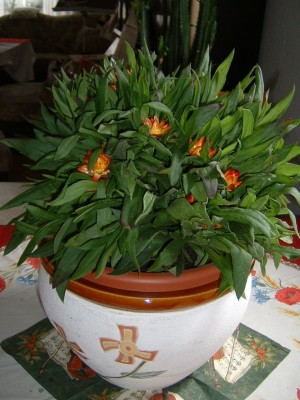 DSCF0185.JPG