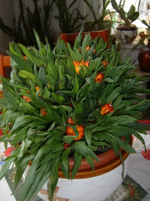DSCF0184.JPG
