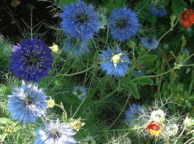30.05.09 nigella damascena.jpg