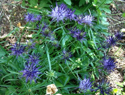 30.05.09 phyteuma scheuchzeri.jpg