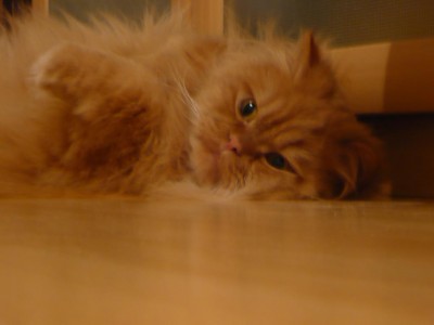 P1000635.JPG