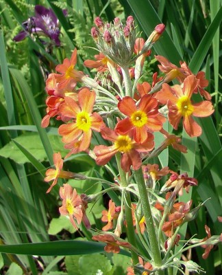 30.05.09 etagenprimel.jpg