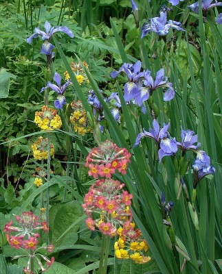 30.05.09 iris &amp; etagenprimeln.jpg