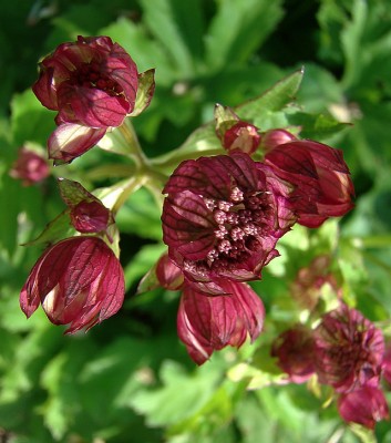 30.05.09 astrantia4.jpg