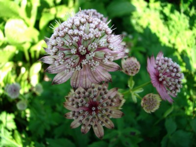 30.05.09 astrantia2.jpg