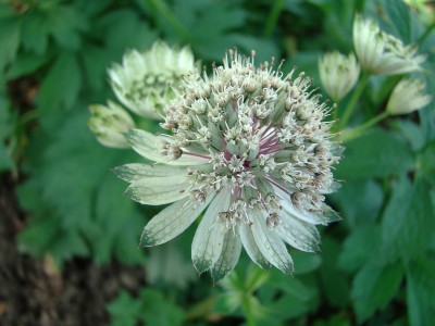 30.05.09 astrantia1.jpg