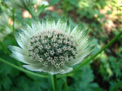 30.05.09 astrantia.jpg