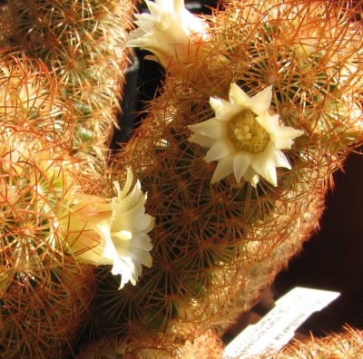 IMG_1455 Mammillaria elongata.jpg