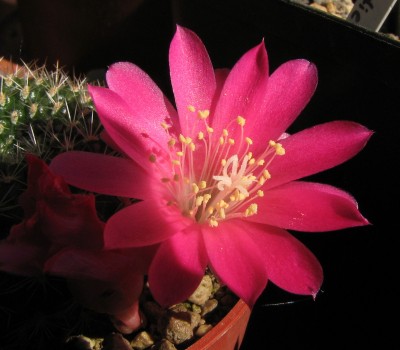 IMG_1448 Rebutia Hybr. Reinelts China Pink.jpg