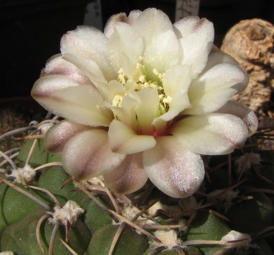 IMG_1444Gymnocalycium.jpg