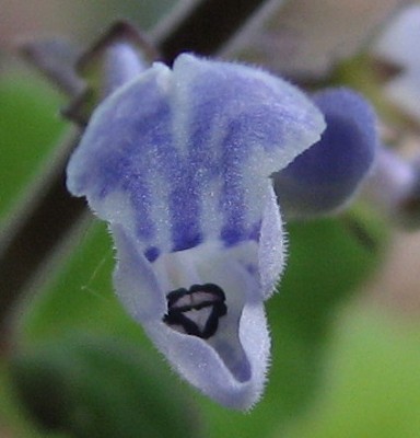 IMG_1353P.ernstii 01 Blüte klein.jpg