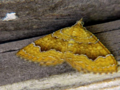 Camptogramma bilineata-Ockergelber Blattspanner.JPG