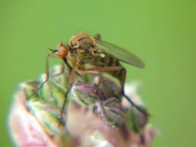 Tanzfliege-Empis-spec.JPG