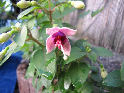 IMG_0595.jpg