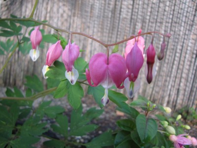 IMG_0593.jpg