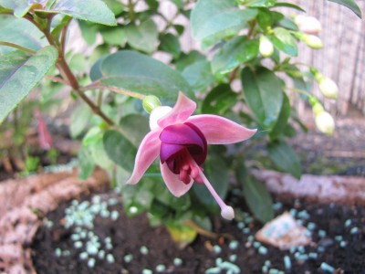 IMG_0594.jpg