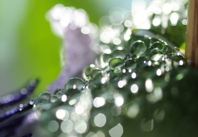 DSC_2297g.jpg