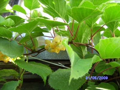 Kiwiblüte 2.JPG