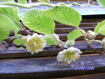 Kiwiblüte 1.JPG