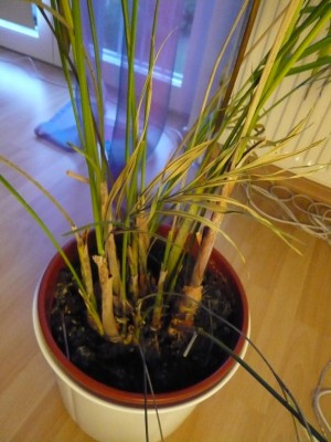 P1000771.JPG