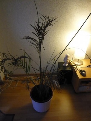 P1000770.JPG