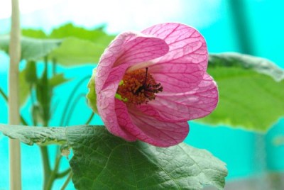 Abu Eric Lilac seite.jpg