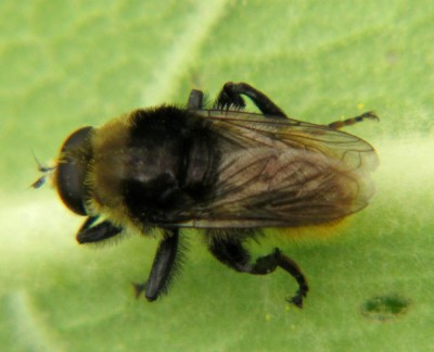 Merodon equestris - Gemeine Narzussen-Schwebfliege-2.JPG