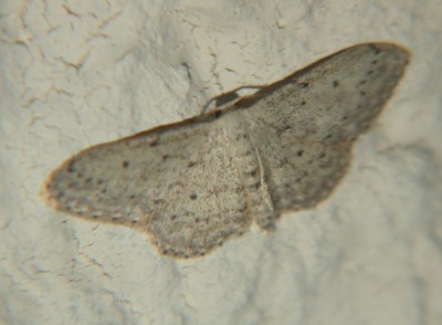 Idaea-sylvestraria-1.JPG