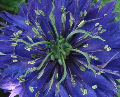 30.05.09 gretel im busch.jpg