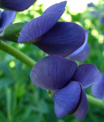 30.05.09 färberhülse.jpg