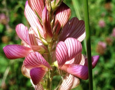 30.05.09 esparsette.jpg