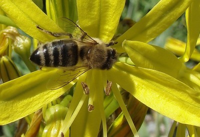 23.05.09 junkerlilie.jpg