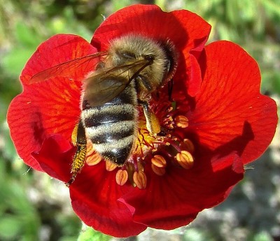 23.05.09 potentilla1.jpg