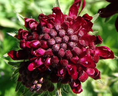 23.05.09 witwenblume.jpg