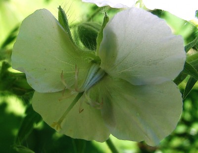 23.05.09 storchschnabel.jpg