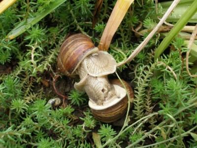 Schnecken1.jpg