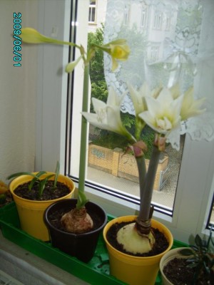 PICT0192.JPG