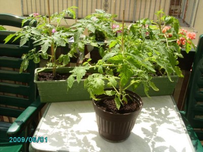 PICT0187.JPG