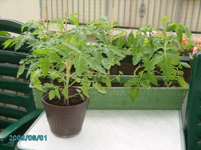 PICT0181.JPG