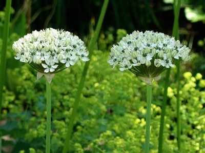 allium nigrum.jpg