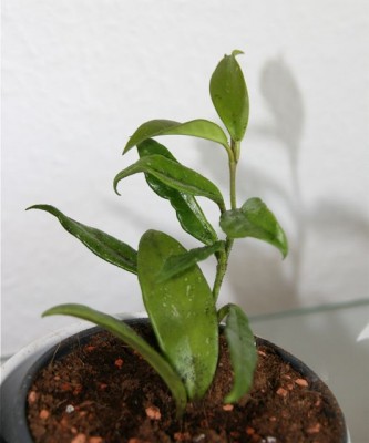 Hoya Pubicalyx 282 .jpg