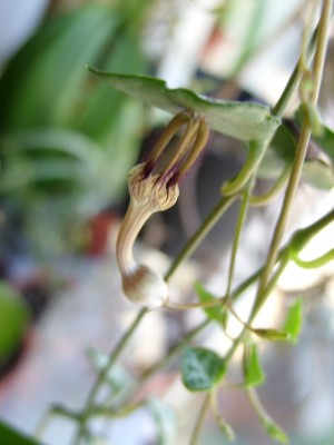 Leuterblumen 014.jpg