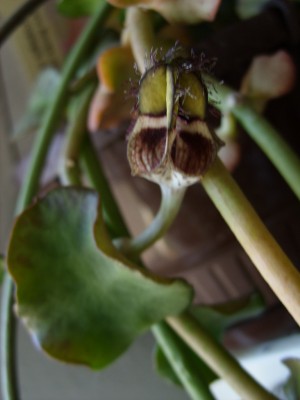 Leuterblumen 013.jpg